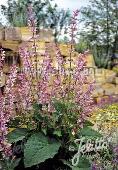 Salvia sclarea var. turkestanica 'Vatican Pink'